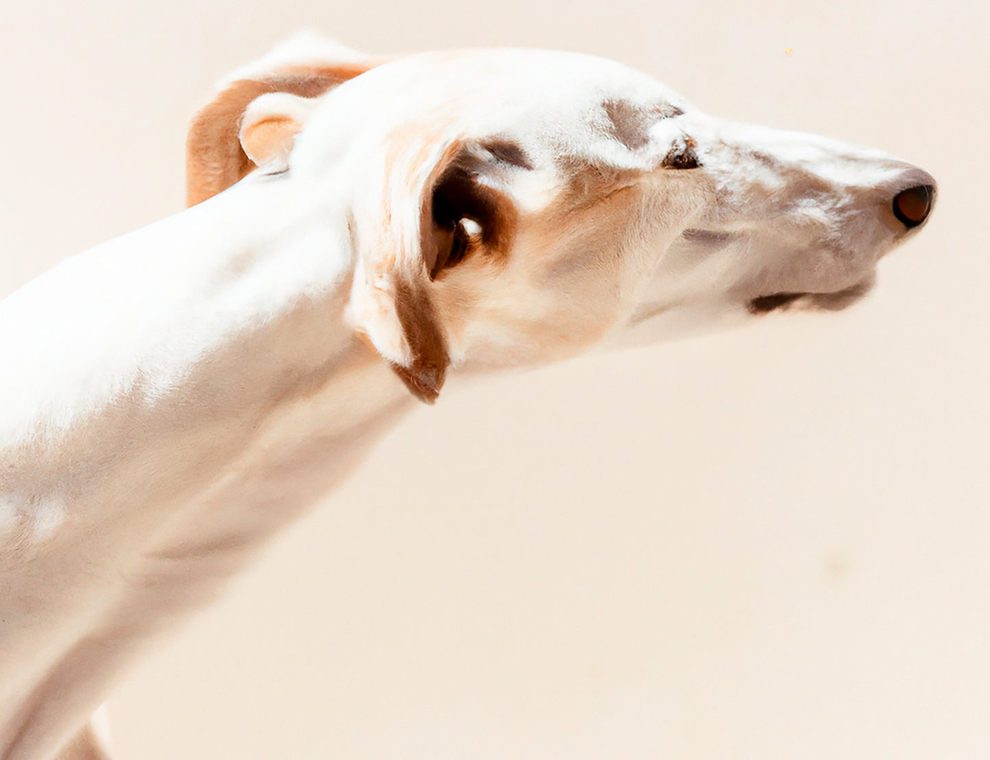 Stofftasche Galgo 003