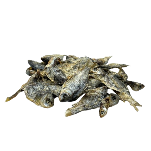 Karausche ( Schusterkarpfen )