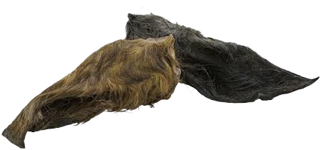 Pferde Ohren mit  Fell