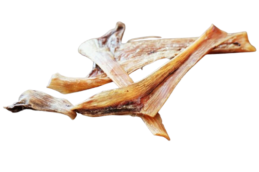 Straussen Sehne lang 35cm lang