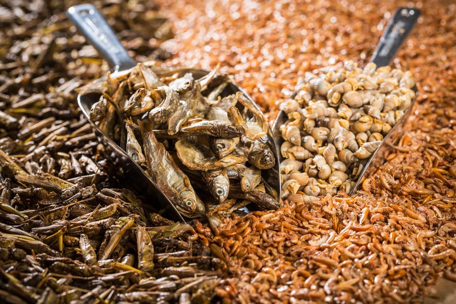 Süsswasser Shrimps ( Garnelen ) 3-5cm für Hunde und Katzen